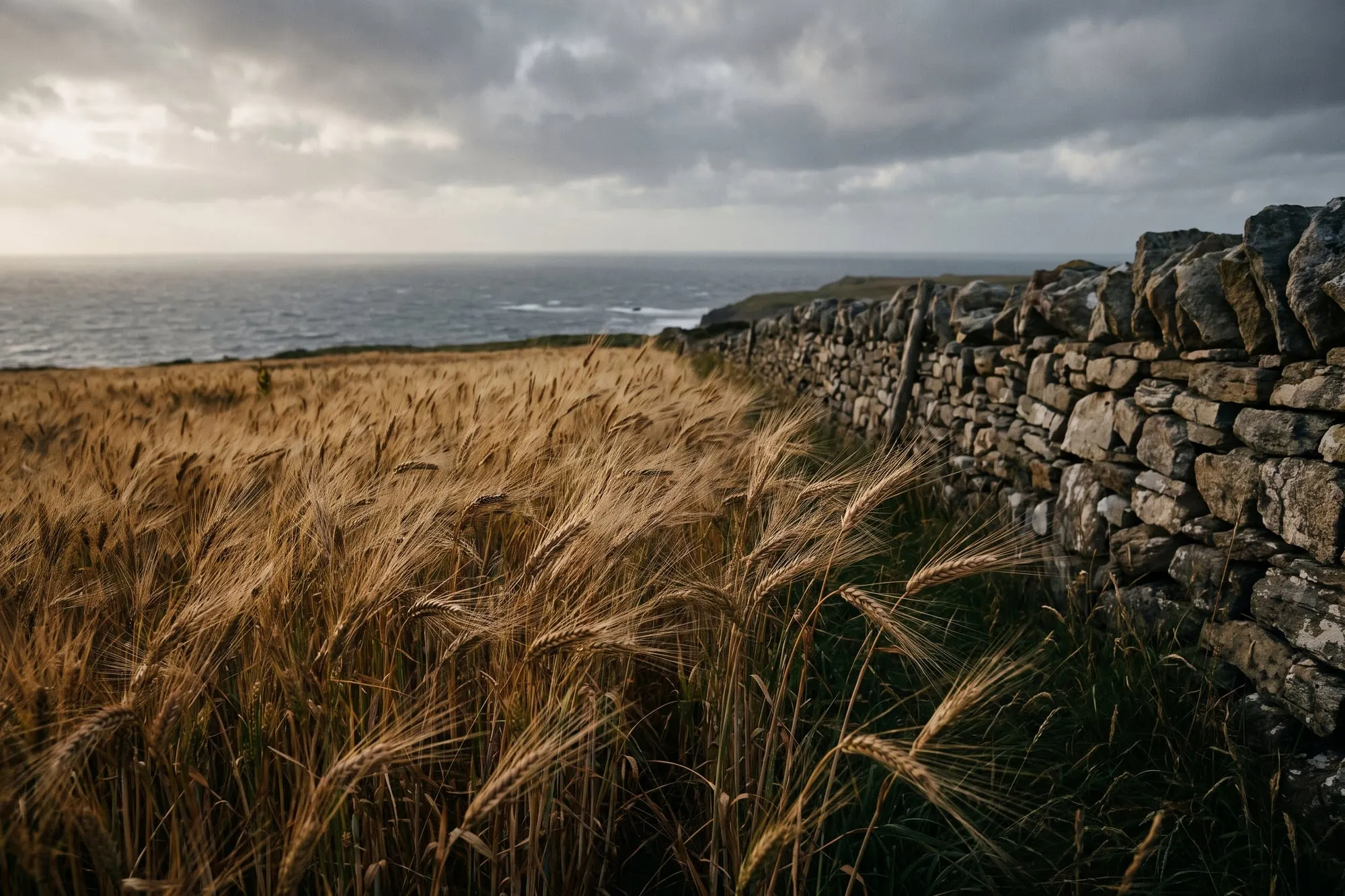 Heritage wheat ripening beside a dry stone wall above the sea